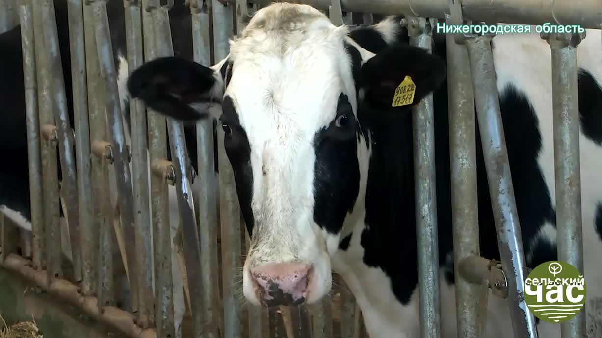 Сельский час, выпуск 300 &mdash; ФЕРМЕРЫ БРОСАЮТ БИЗНЕС. ЦИФРОВАЯ УДАВКА НЕ ОСТАВЛЯЕТ ШАНСОВ.