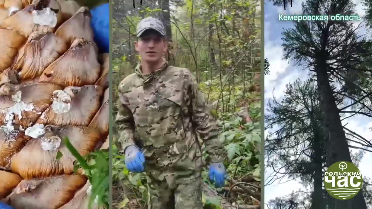 Сельский час, выпуск 281 — ФЕРМЕРОВ ГОНЯТ В ЦИФРОВОЙ РАЙ. МИНИСТЕРСКИЙ ПОНТ ДОРОЖЕ ДЕНЕГ?