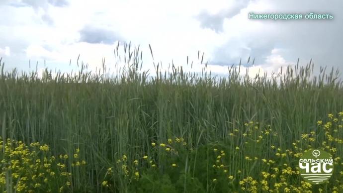 Сельский час, выпуск 319 - НЕТ ФЕРМЕРА - НЕТ ЖИЗНИ. МИНСЕЛЬХОЗ НЕ В КУРСЕ.