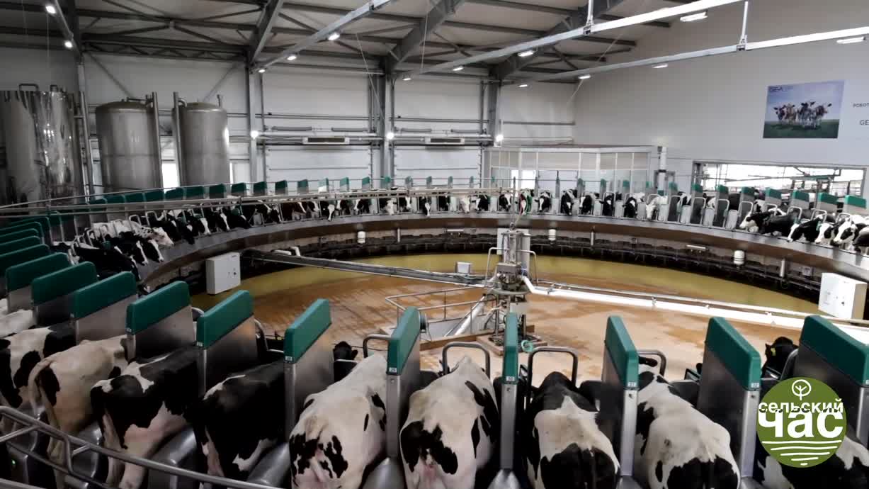 Сельский час, выпуск 284 - ДАЛЕКО, ДАЛЕКО УБЕЖАЛО МОЛОКО! КТО СНИМАЕТ ПЕНКУ?