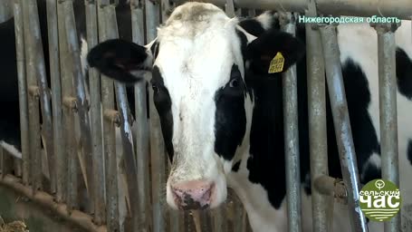 Сельский час, выпуск 300 — ФЕРМЕРЫ БРОСАЮТ БИЗНЕС. ЦИФРОВАЯ УДАВКА НЕ ОСТАВЛЯЕТ ШАНСОВ.