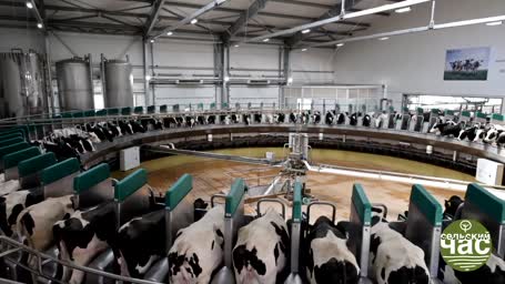 Сельский час, выпуск 284 - ДАЛЕКО, ДАЛЕКО УБЕЖАЛО МОЛОКО! КТО СНИМАЕТ ПЕНКУ?