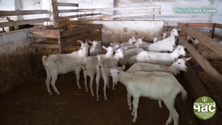 Сельский час, выпуск 286 - НА ЗЕМЛЕ ВИНОВАТЫЕ. ОТЪЕМ ПАШНИ ПРОДОЛЖАЕТСЯ.